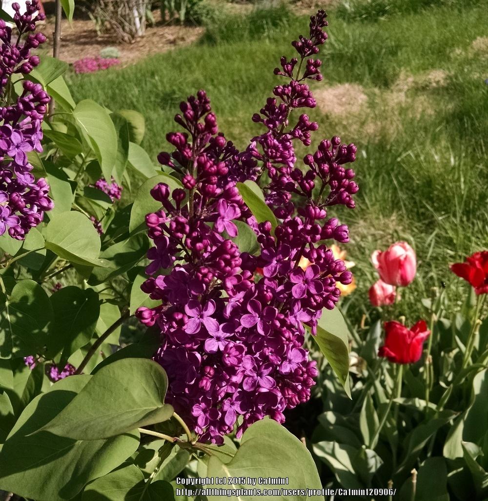 Photo of French Lilac (Syringa vulgaris 'Yankee Doodle') uploaded by Catmint20906