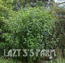 Photo of Blue Anise Sage (Salvia coerulea 'Omaha Gold') uploaded by Joy