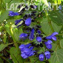 Photo of Blue Anise Sage (Salvia coerulea 'Omaha Gold') uploaded by Joy