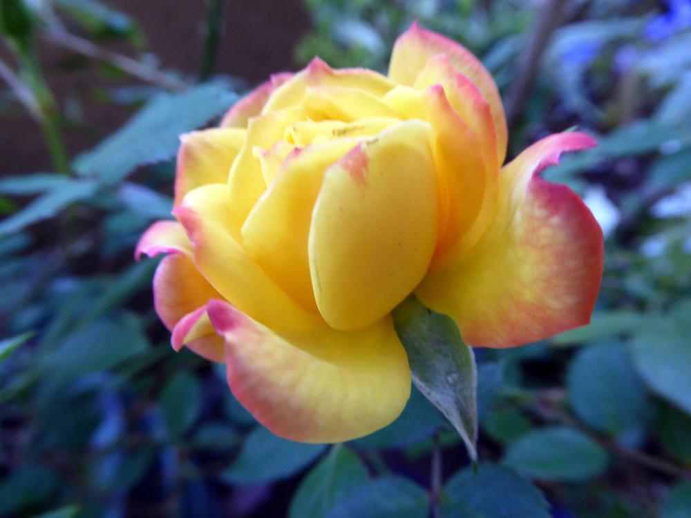Photo of Rose (Rosa 'Rainbow's End') uploaded by JulieB