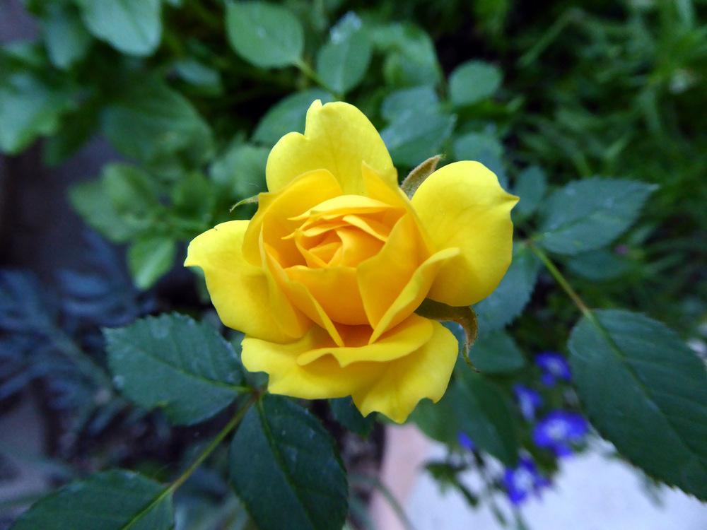 Photo of Rose (Rosa 'Cal Poly') uploaded by JulieB
