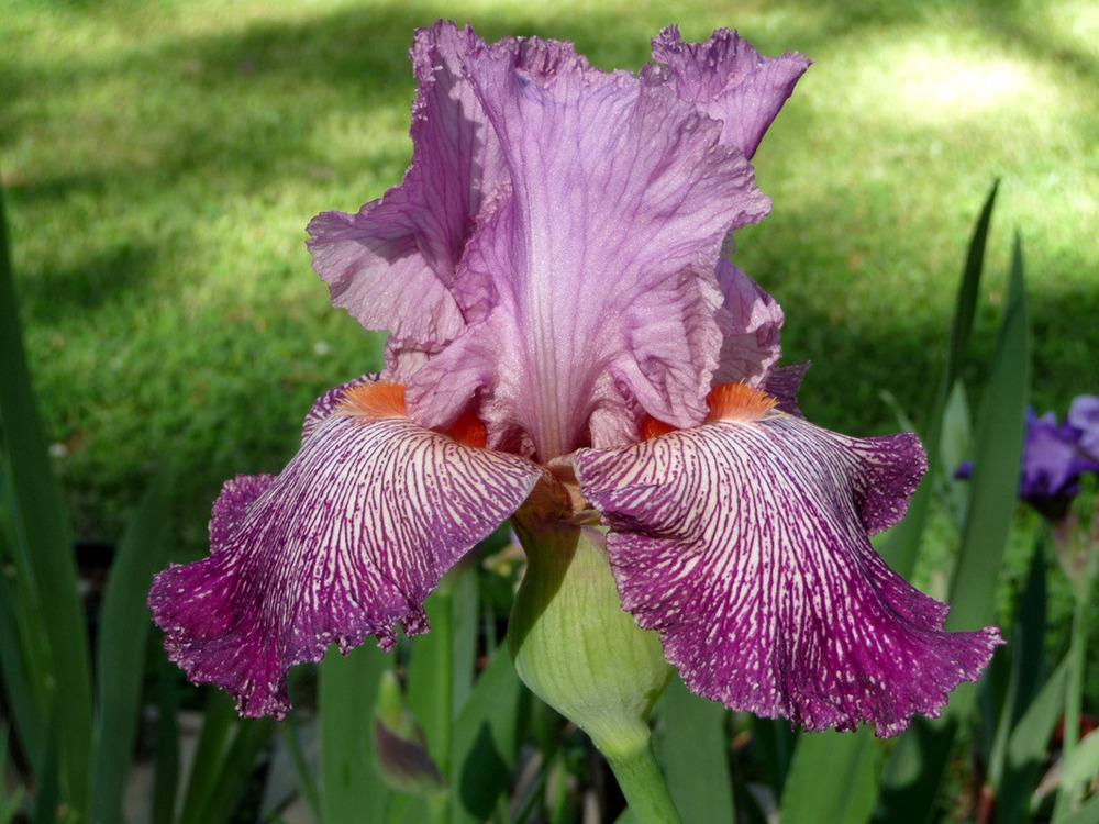 Photo of Tall Bearded Iris (Iris 'Anything Goes') uploaded by Lestv