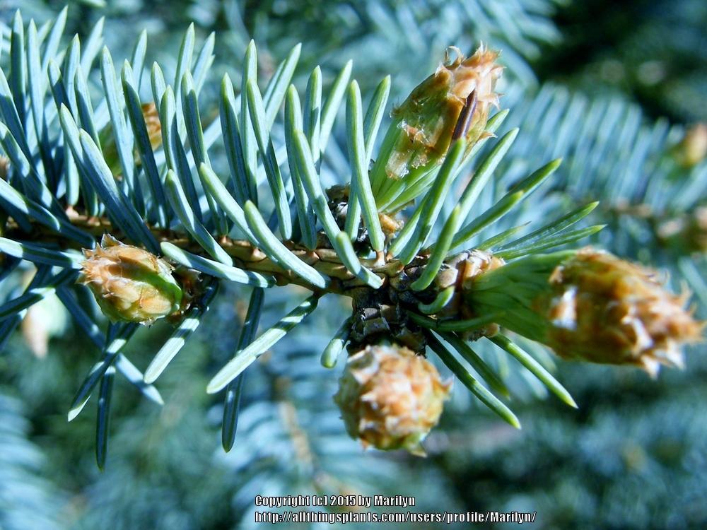 Photo of Colorado Blue Spruce (Picea pungens) uploaded by Marilyn