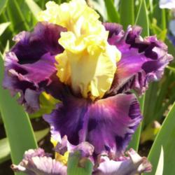 Location: Catheys Valley CA
Date: 04-29-2015
Photo courtesy of Superstition Iris Gardens, posted with permissi