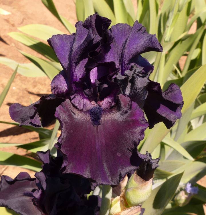 Photo of Tall Bearded Iris (Iris 'Lord of the Night') uploaded by Misawa77