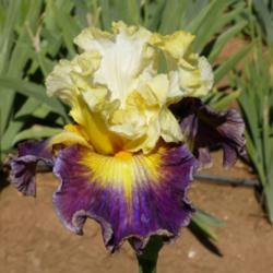 Location: Catheys Valley CA
Date: 04-29-2015
Photo courtesy of Superstition Iris Gardens, posted with permissi