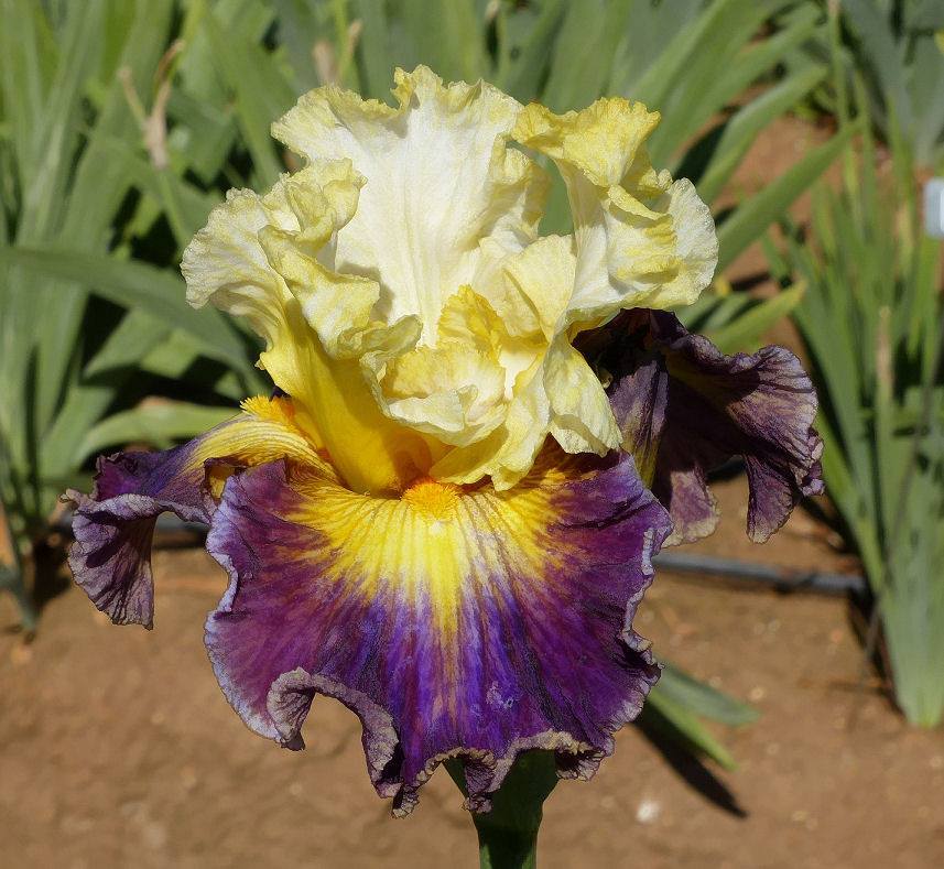 Photo of Tall Bearded Iris (Iris 'Fusion') uploaded by Misawa77