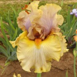 Location: Catheys Valley CA
Date: 04-27-2015
Photo courtesy of Superstition Iris Gardens, posted with permissi