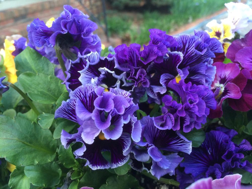 Photo of Violet (Viola cornuta 'Frizzle Sizzle Blue') uploaded by Njiris