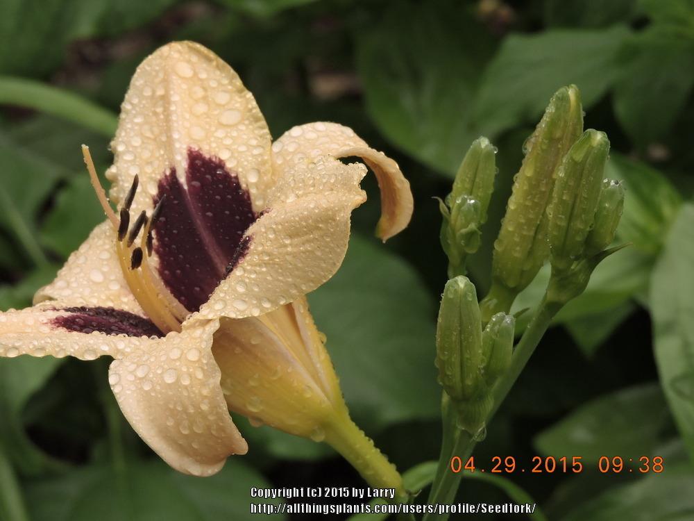 Photo of Daylily (Hemerocallis 'Volusian Spider') uploaded by Seedfork