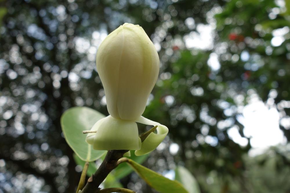 Photo of Sweet Bay Magnolia (Magnolia virginiana) uploaded by mellielong