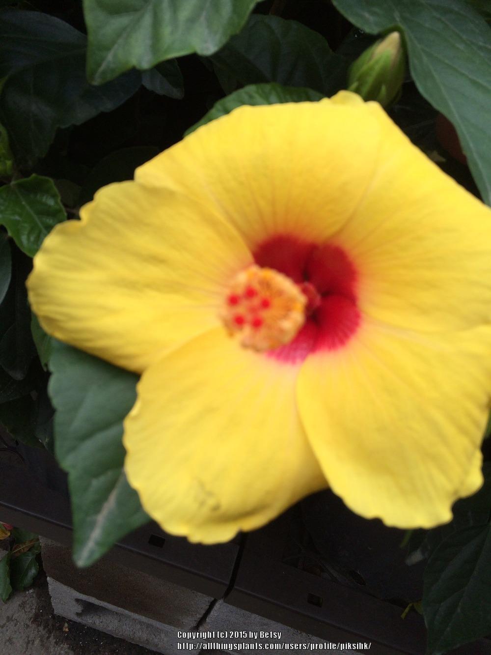 Photo of Tropical Hibiscus (Hibiscus rosa-sinensis 'Fort Myers Yellow') uploaded by piksihk