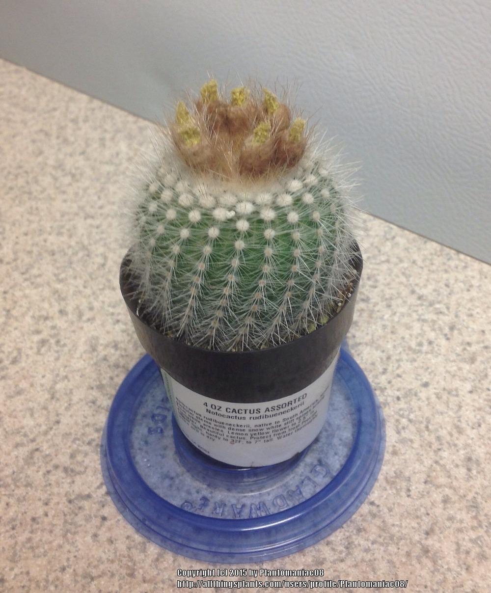 Photo of Silver Ball Cactus (Parodia scopa) uploaded by Plantomaniac08