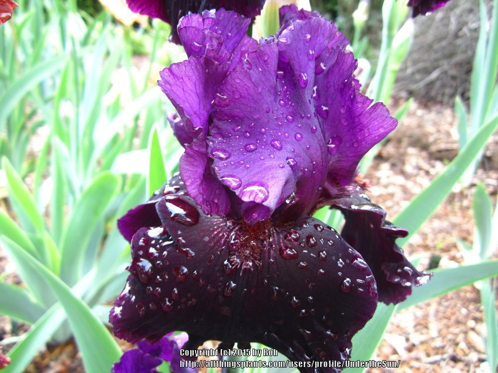 Photo of Tall Bearded Iris (Iris 'Storm Rider') uploaded by UndertheSun