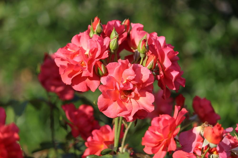 Photo of Floribunda Rose (Rosa 'Cinco de Mayo') uploaded by dave