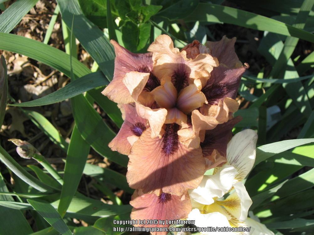 Photo of Intermediate Bearded Iris (Iris 'Wild Lad') uploaded by enidcandles