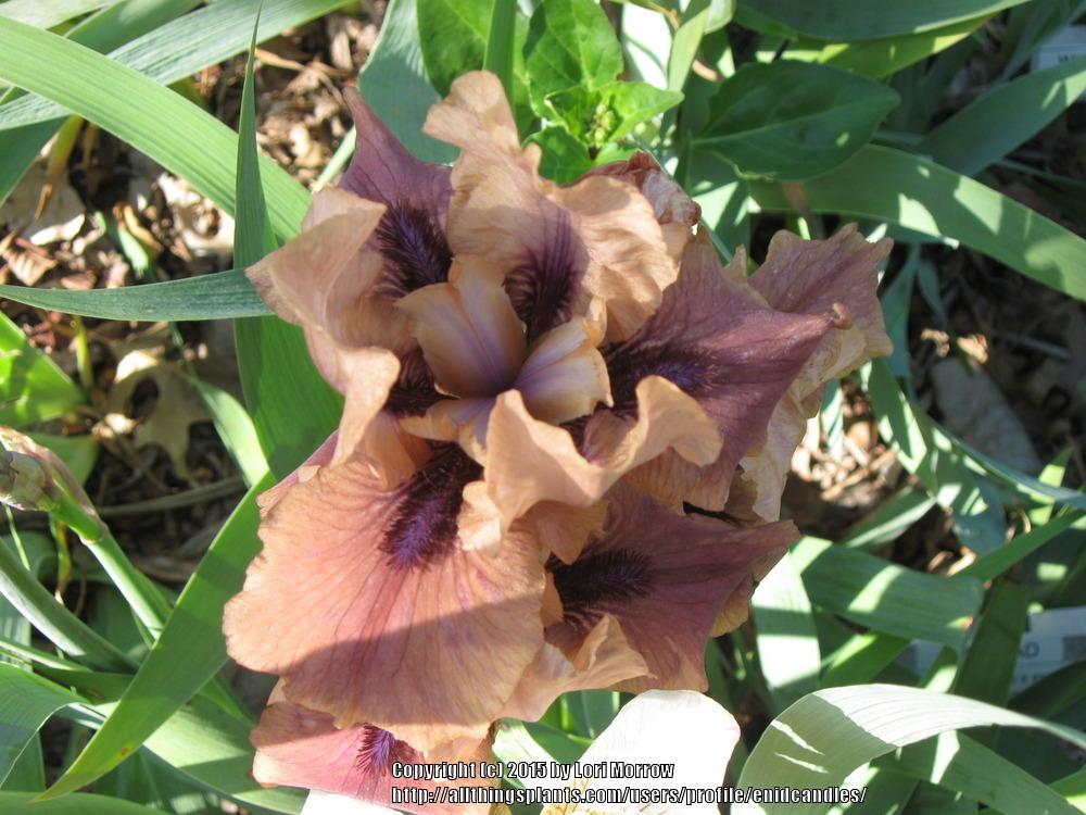 Photo of Intermediate Bearded Iris (Iris 'Wild Lad') uploaded by enidcandles
