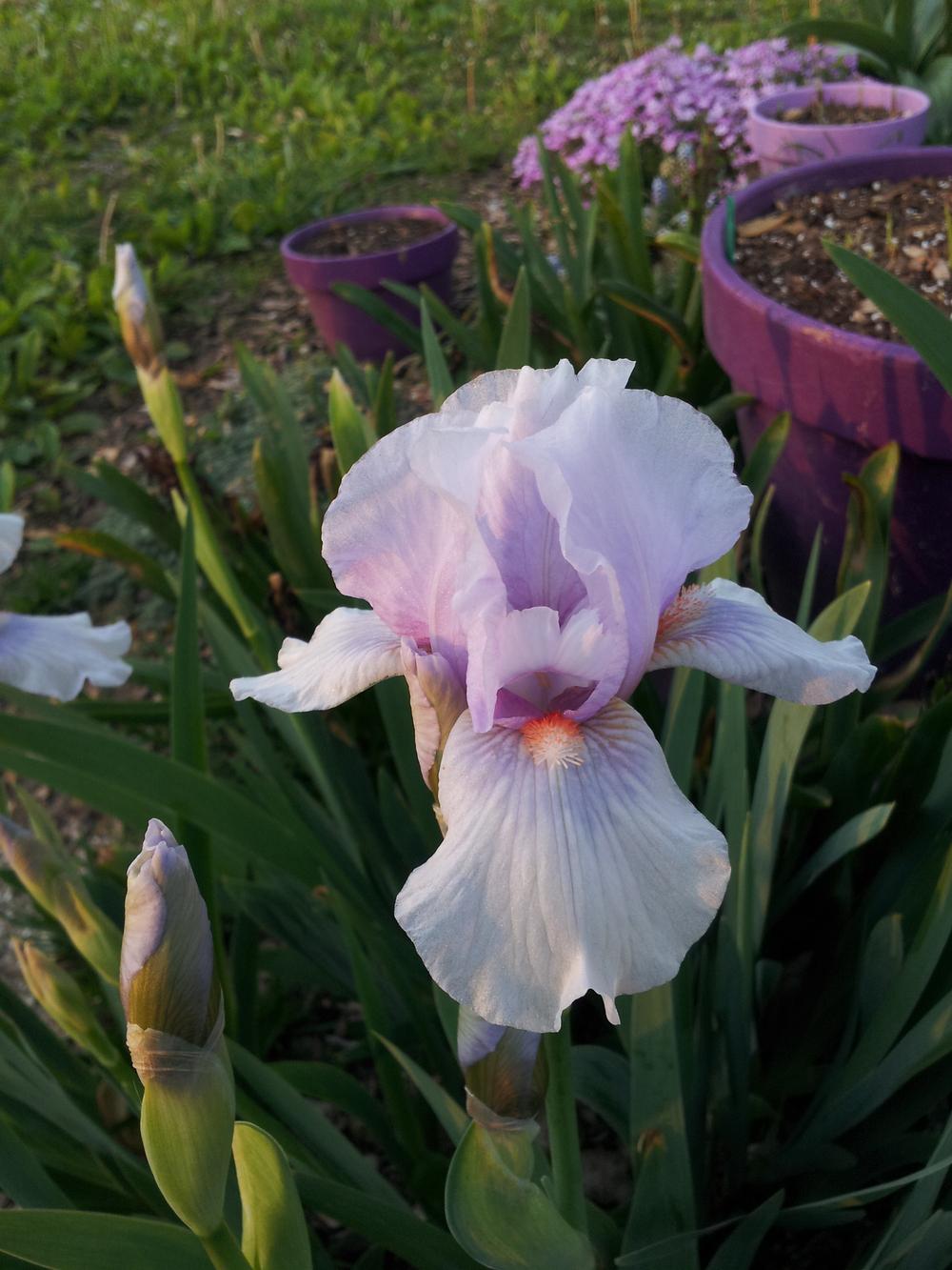 Photo of Intermediate Bearded Iris (Iris 'Space Cadet') uploaded by gemini_sage
