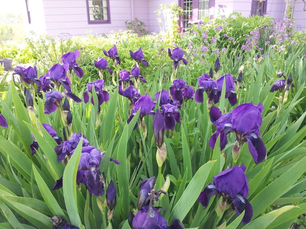 Photo of Intermediate Bearded Iris (Iris 'Crimson King') uploaded by gemini_sage