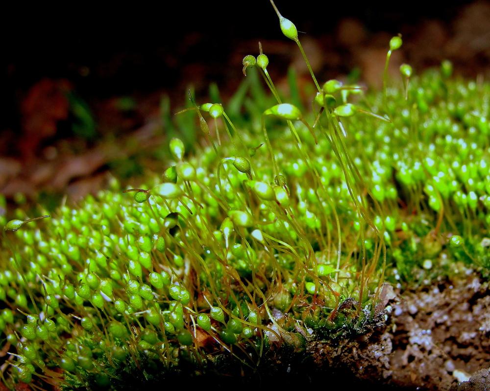 Photo of Common Bladder Moss (Physcomitrium pyriforme) uploaded by keithp2012