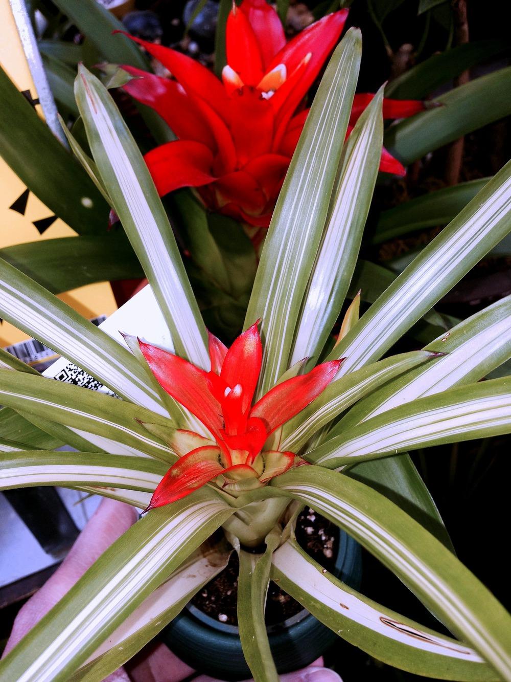 Photo of Tufted Airplant (Guzmania lingulata 'Variegated') uploaded by keithp2012