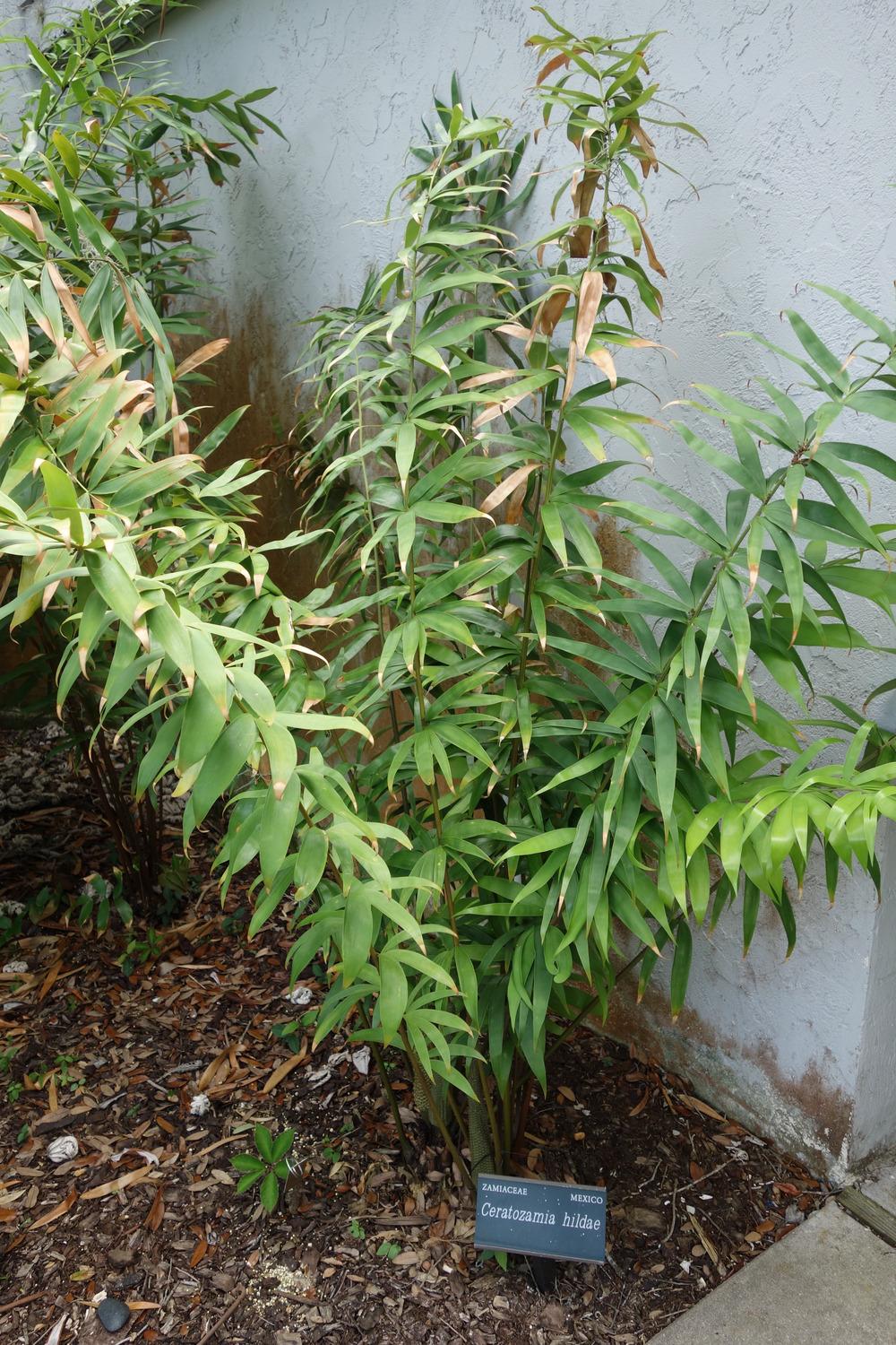 Photo of Bamboo Cycad (Ceratozamia hildae) uploaded by mellielong