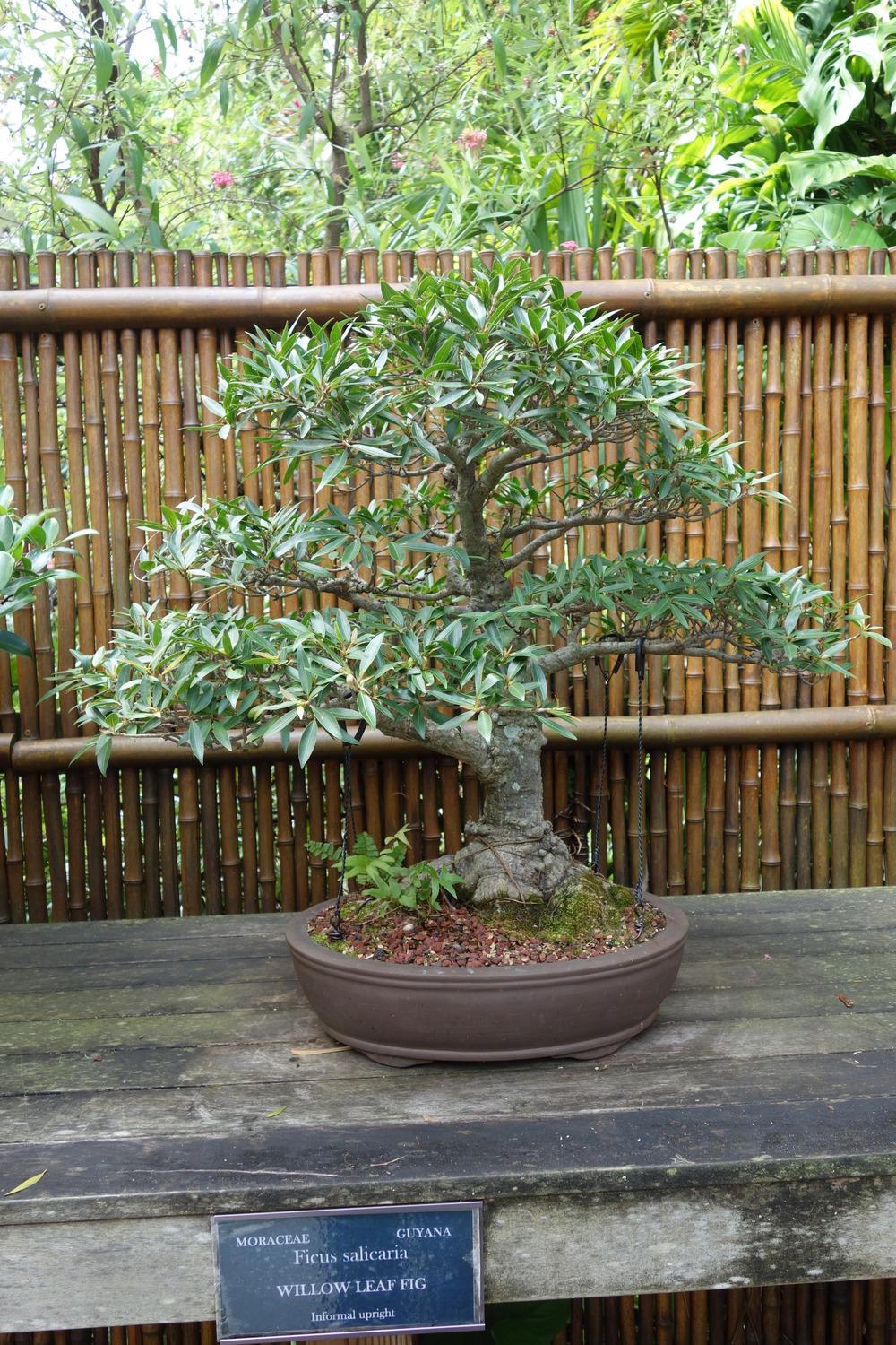 Photo of Willow Leaf Ficus (Ficus salicaria) uploaded by mellielong