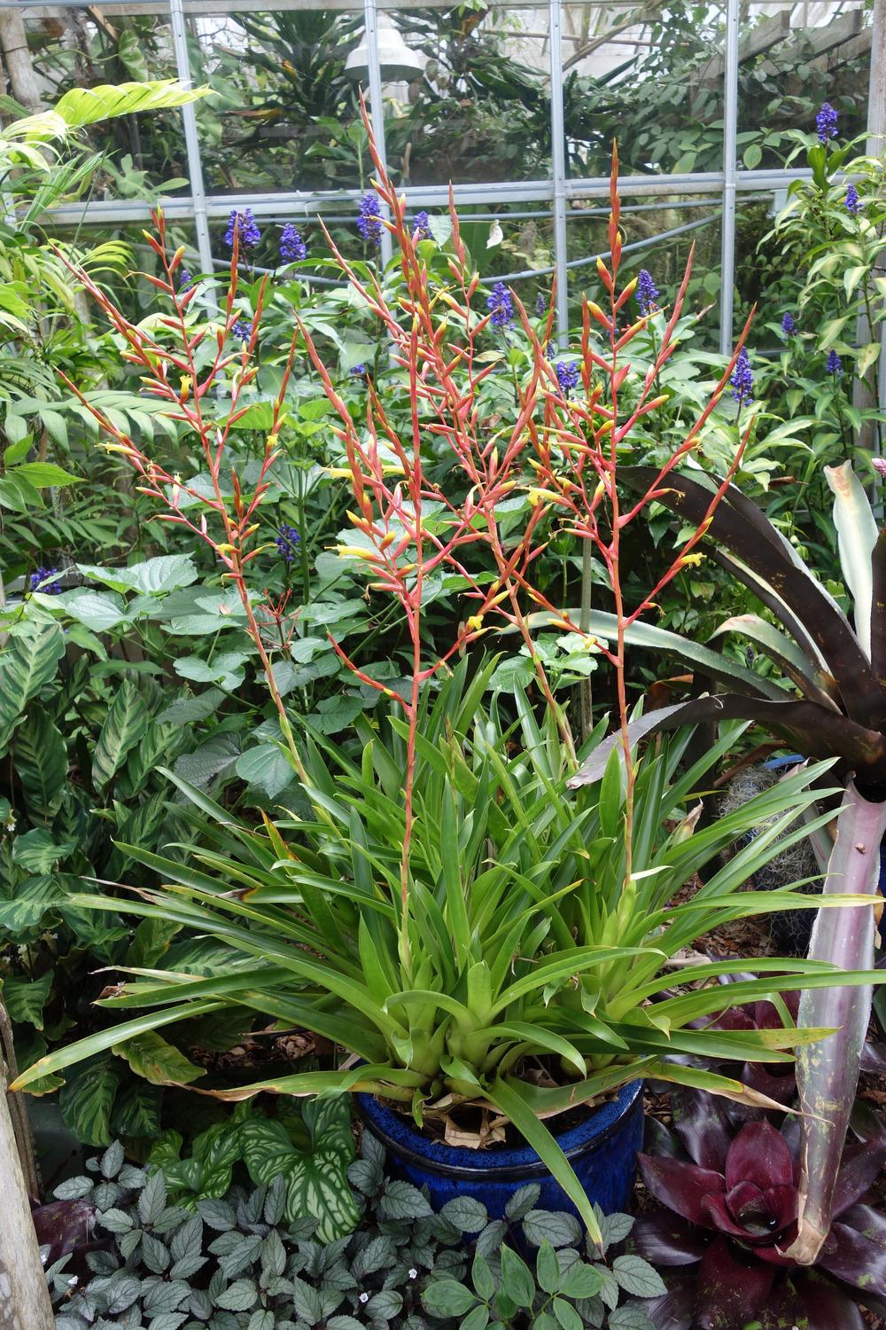 Photo of Bromeliad (Vriesea neoglutinosa) uploaded by mellielong