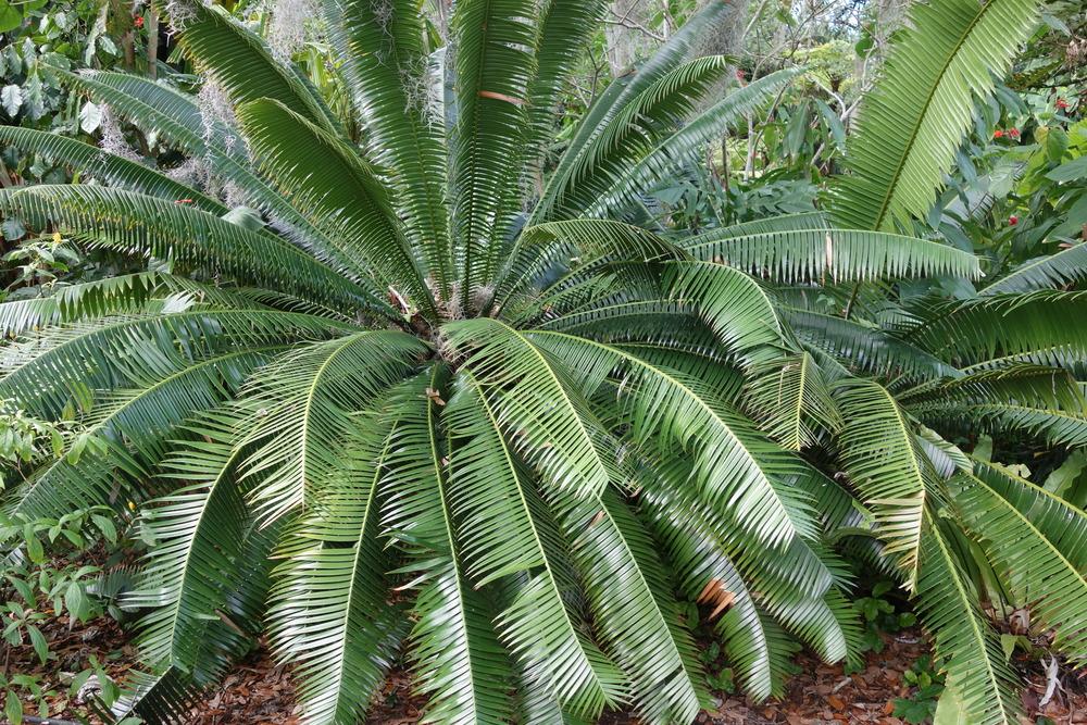 Photo of Giant Dioon (Dioon spinulosum) uploaded by mellielong