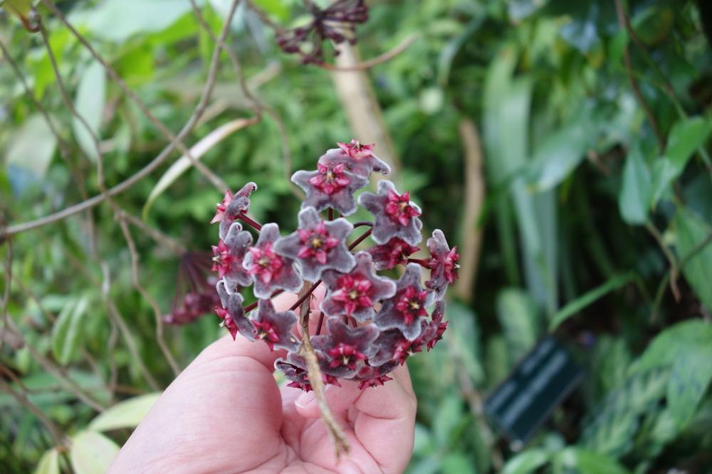 Photo of Wax Plant (Hoya pubicalyx 'Red Buttons') uploaded by mellielong