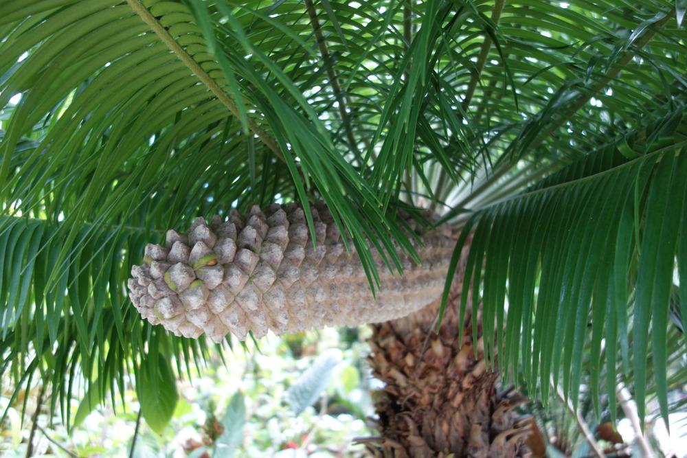 Photo of Cycad (Microcycas calocoma) uploaded by mellielong