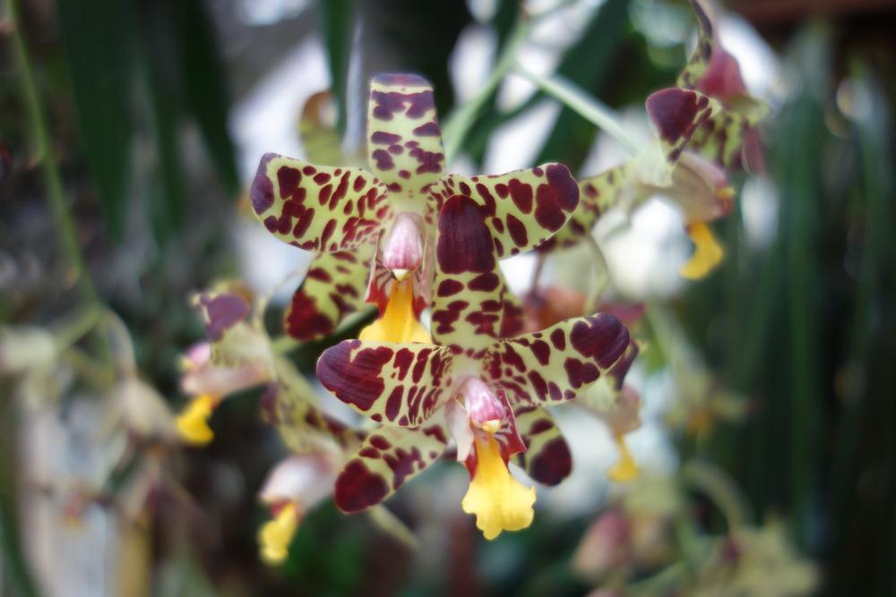 Photo of Leopard Orchid (Ansellia africana) uploaded by mellielong