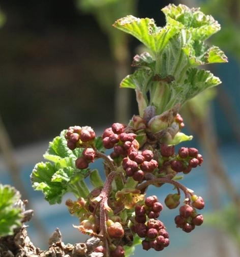 Photo of Red Currant (Ribes rubrum) uploaded by plantrob