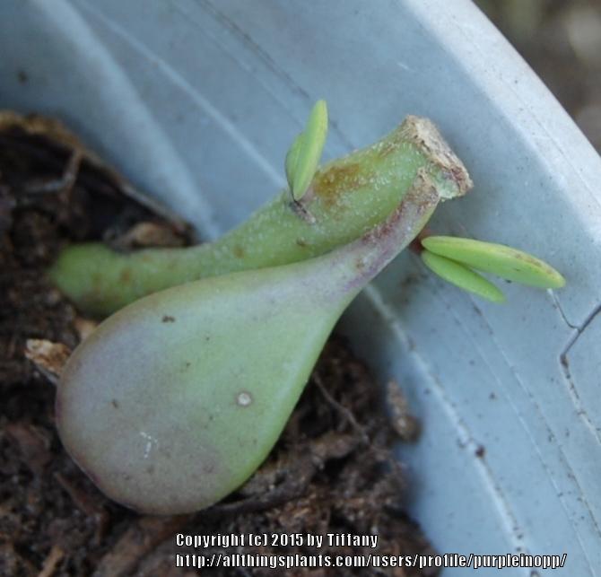 Photo of Trailing Jade (Kleinia petraea) uploaded by purpleinopp