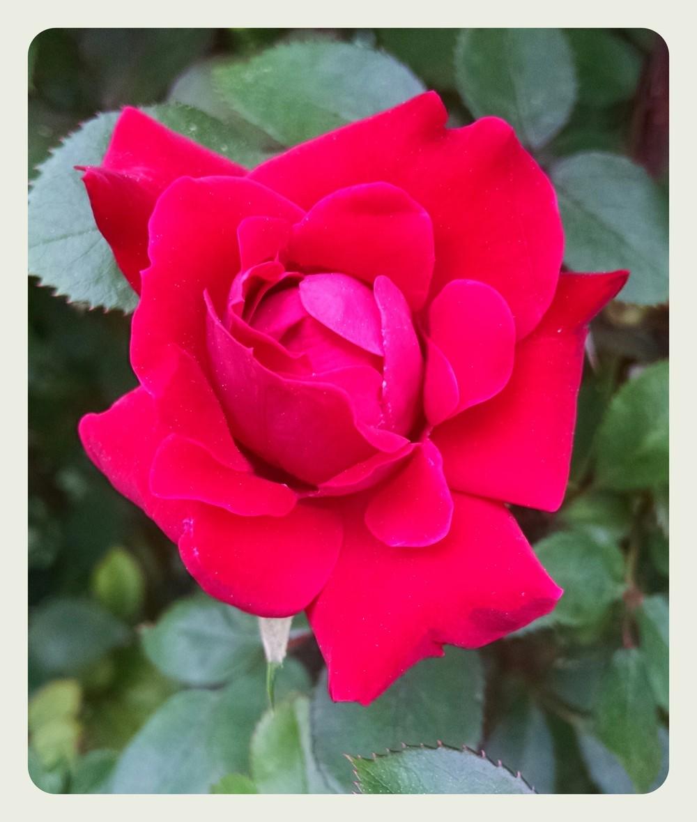 Photo of Roses (Rosa) uploaded by sarahbugw