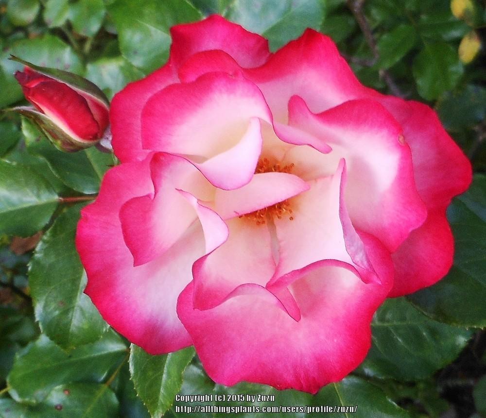 Photo of Rose (Rosa 'Cocorico 89') uploaded by zuzu
