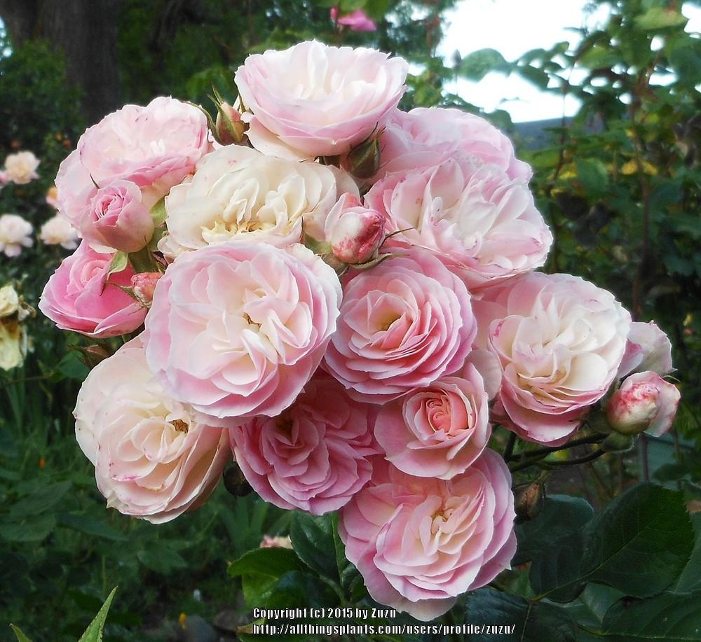 Photo of Rose (Rosa 'Bouquet Parfait') uploaded by zuzu