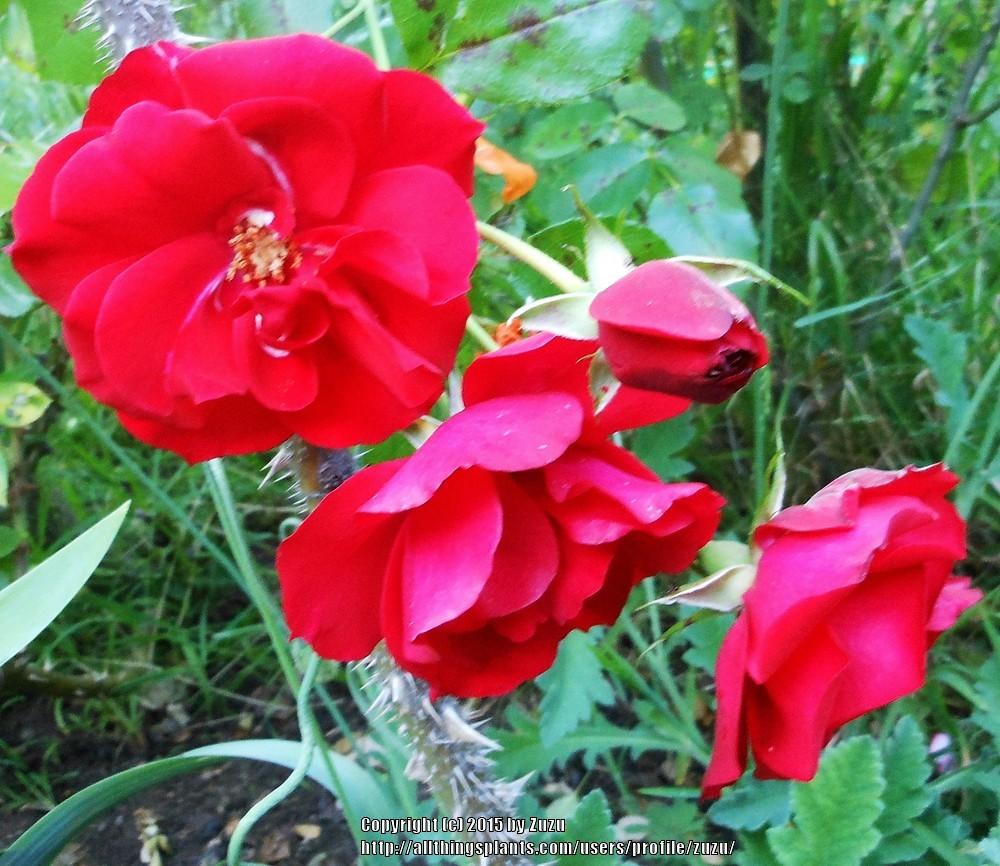 Photo of Rose (Rosa 'La Sevillana') uploaded by zuzu