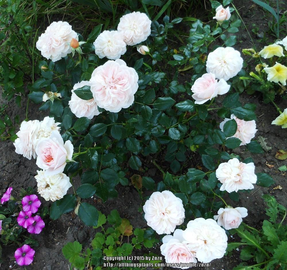 Photo of Rose (Rosa 'Blush Flower Circus') uploaded by zuzu