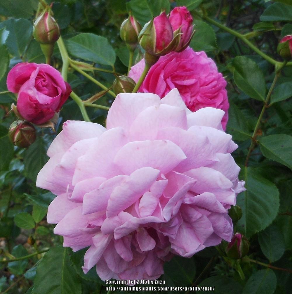 Photo of Rose (Rosa 'Lavender Lassie') uploaded by zuzu