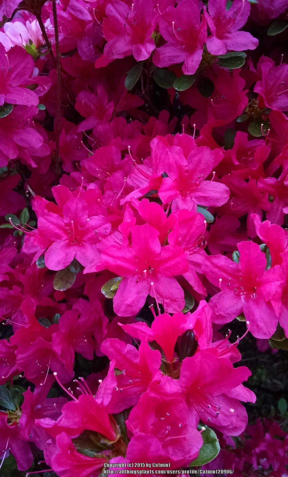 Photo of Satsuki Azalea (Rhododendron indicum) uploaded by Catmint20906