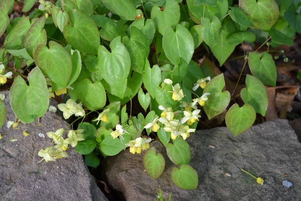Photo of Barrenwort (Epimedium 'Sulphureum') uploaded by HollyAnnS