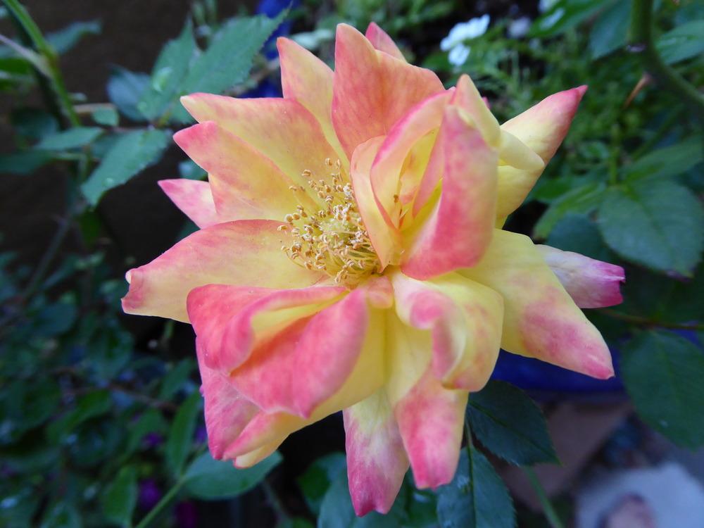 Photo of Rose (Rosa 'Rainbow's End') uploaded by JulieB
