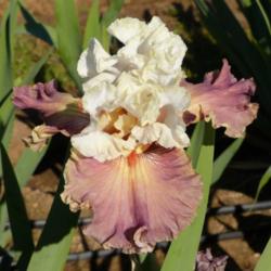 Location: Catheys Valley CA
Date: 04-30-2015
Photo courtesy of Superstition Iris Gardens, posted with permissi