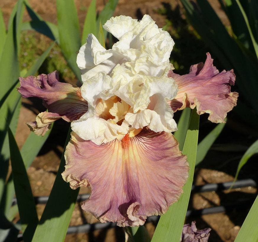 Photo of Tall Bearded Iris (Iris 'Strawberry Sorbet') uploaded by Misawa77