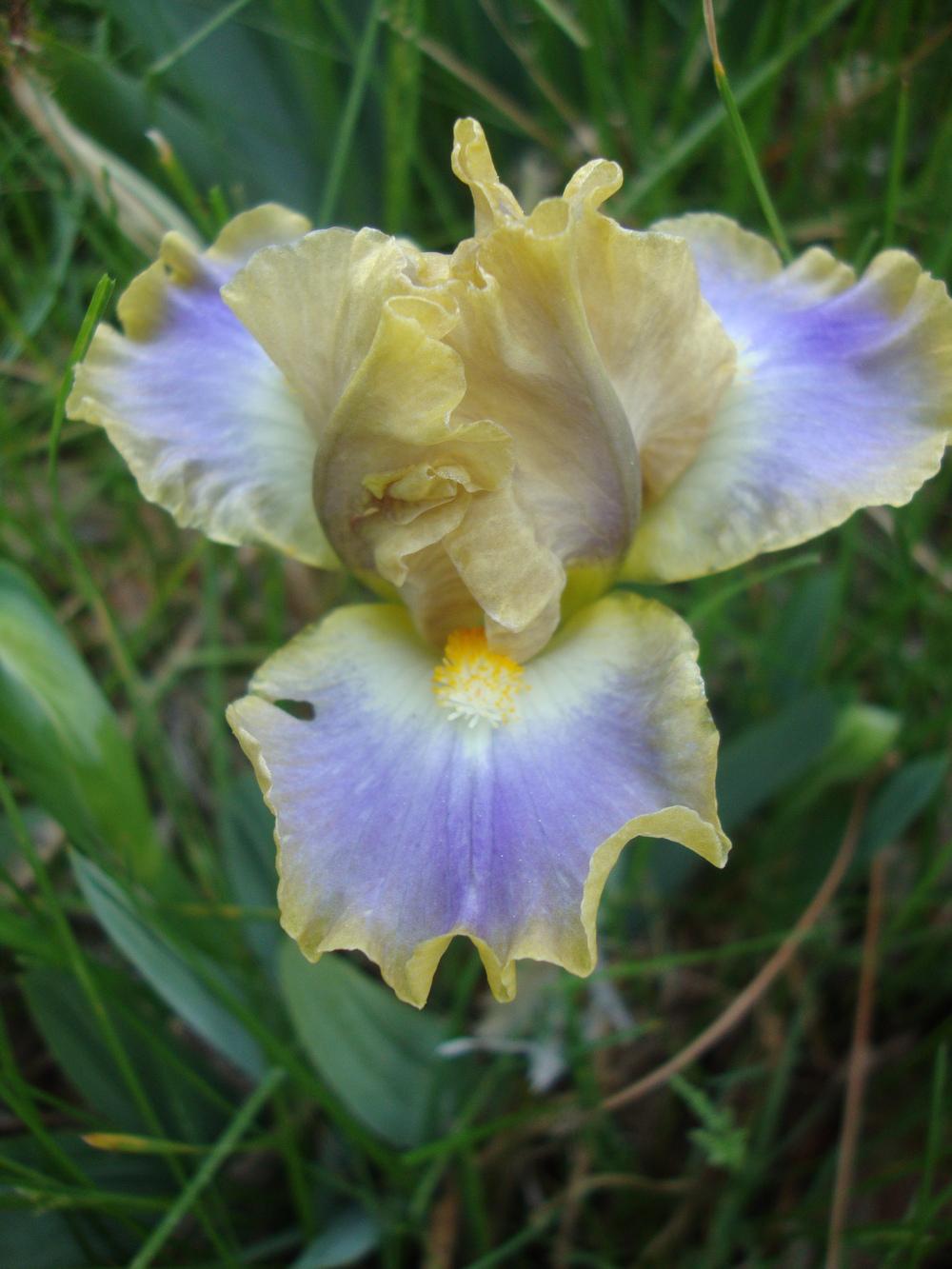 Photo of Standard Dwarf Bearded Iris (Iris 'My Cher') uploaded by Paul2032