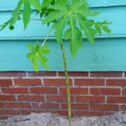 Location: St. Petersburg, FL
Date: 2015-05-01
Papaya tree sapling