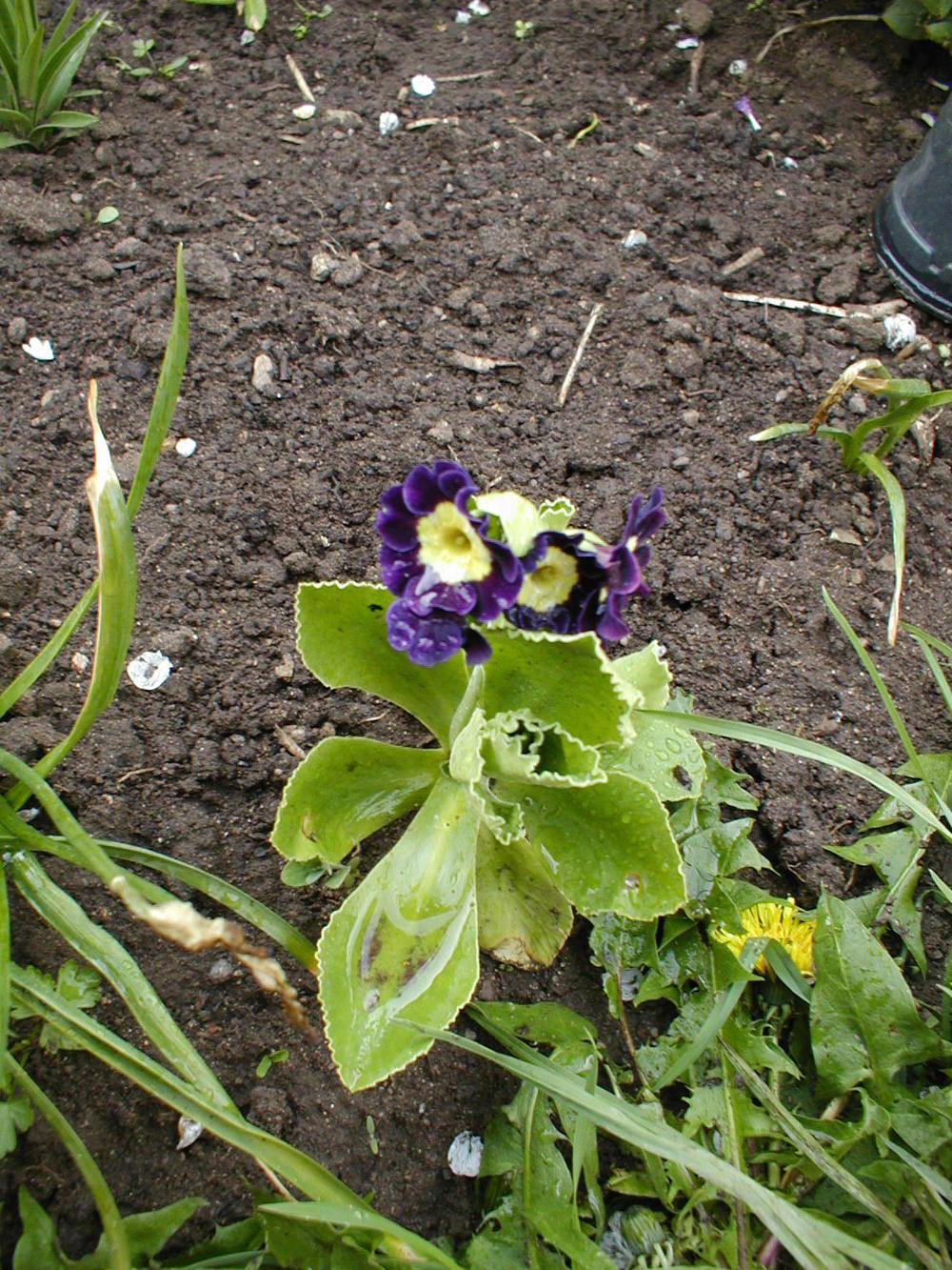 Photo of Primrose (Primula auricula) uploaded by admin