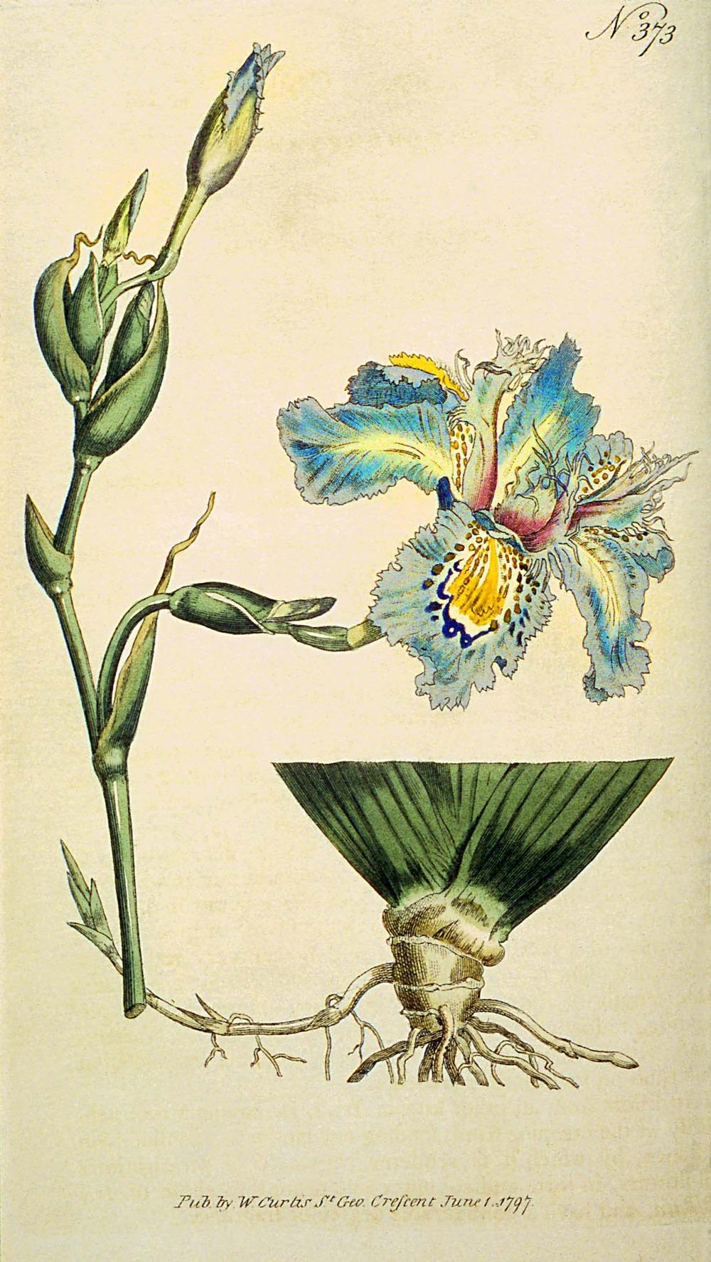 Photo of Species Iris (Iris japonica) uploaded by admin