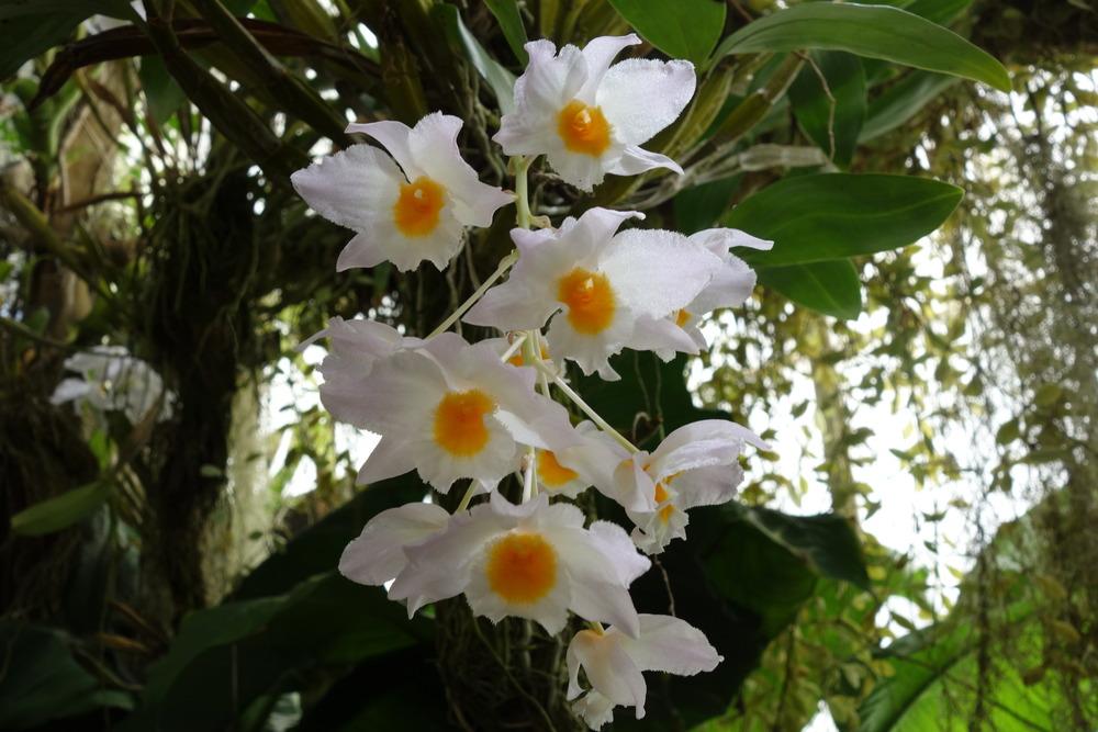 Photo of Orchid (Dendrobium farmeri) uploaded by mellielong